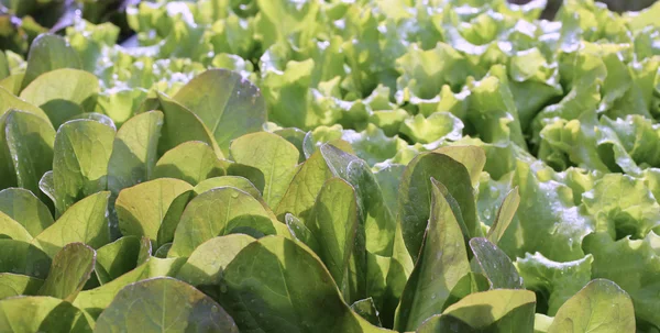 Salada fresca verde no jardim — Fotografia de Stock