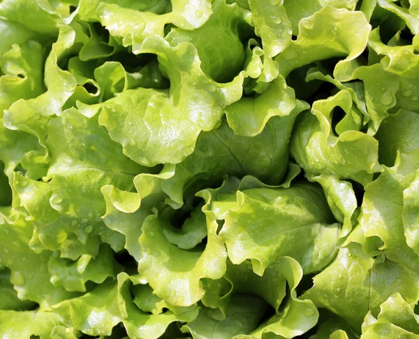 Фон свежего зеленого салата — стоковое фото