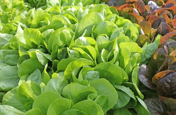 Green fresh  salad in the garden — Stock Photo, Image