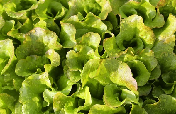 Verse salade achtergrond net gedrenkt — Stockfoto