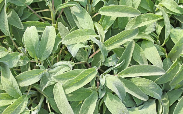 Fondo de Sage Green en la tienda de comestibles —  Fotos de Stock