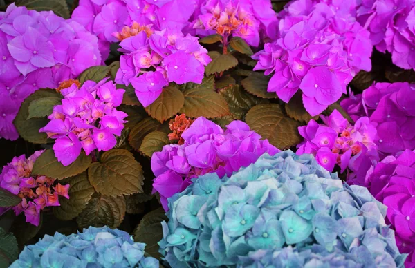 Pink and cyan hortensia in greenhouse — Stock Photo, Image