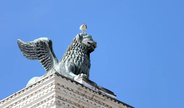 Okřídlený lev socha v piazza san marco v Benátkách a Racek v — Stock fotografie