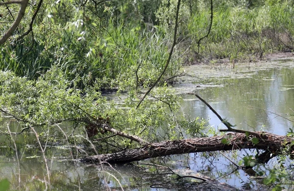 Tronco de uma árvore caída no pântano — Fotografia de Stock
