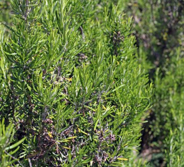 aromatik biberiye yaprakları yeşil