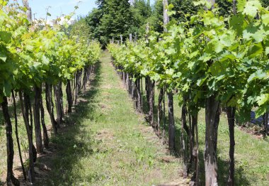 Yaz İtalyan Hills'te üzüm bağları