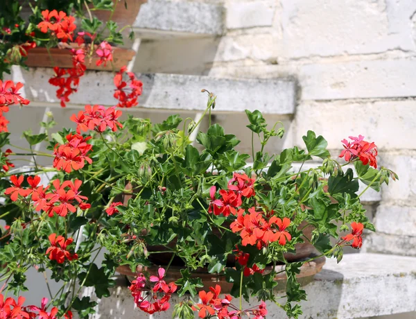Красные герани на лестнице Средиземноморского дома — стоковое фото