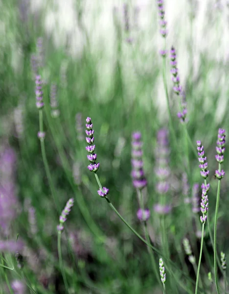 Blommor och växter lavendel under våren — Stockfoto