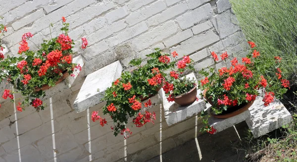 Горшки с красными гераниумами на лестнице Средиземноморского дома — стоковое фото