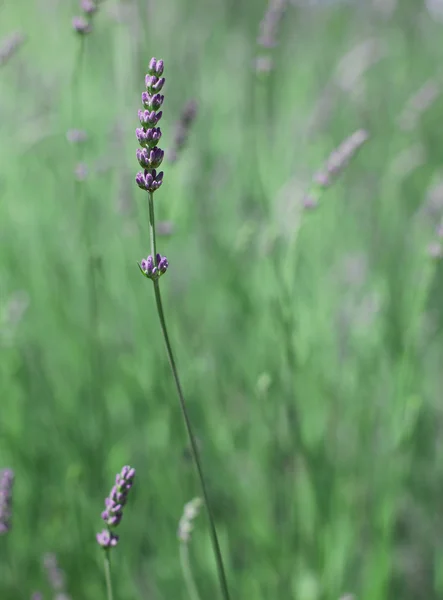 紫色的花和植物在春天薰衣草 — 图库照片