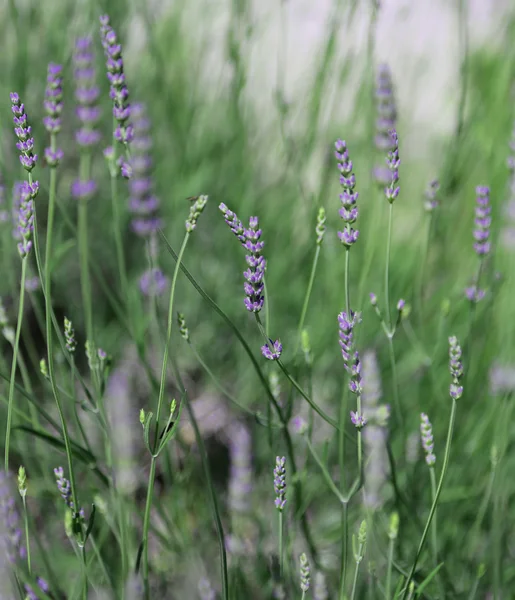 Blommor och växter lavendel under våren — Stockfoto