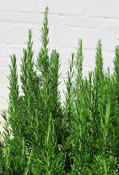 Rosemary leaves typical of the Mediterranean plant — Stock Photo, Image