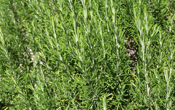 Zelené pozadí aromatické rosemary listy — Stock fotografie