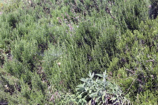 Ароматические розмариновые листья, характерные для средиземноморского растения — стоковое фото