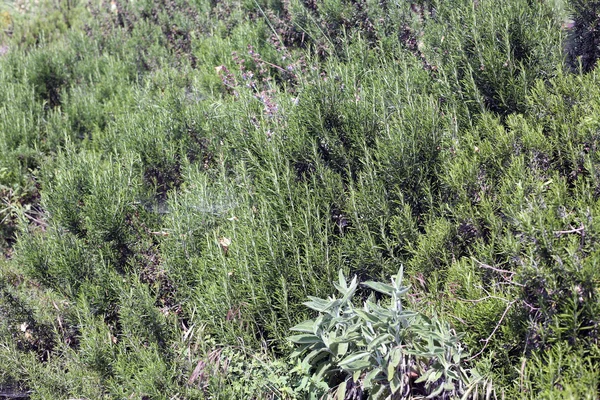 Hojas aromáticas de romero típicas de la planta mediterránea —  Fotos de Stock