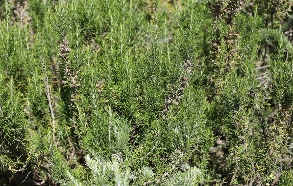 Fundo verde folhas de alecrim aromáticas — Fotografia de Stock