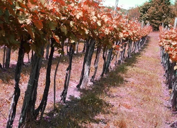 Lunghi vigneti sulle colline italiane — Foto Stock