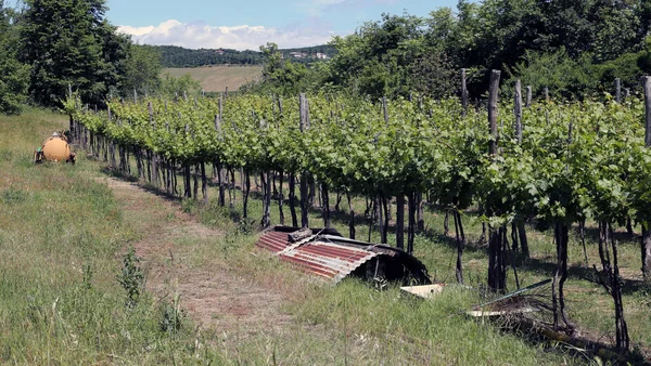 Long vineyards in the Italian hills — Stock Photo, Image