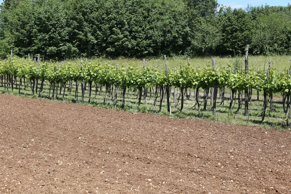 Long vineyards in the Italian hills — Stock Photo, Image