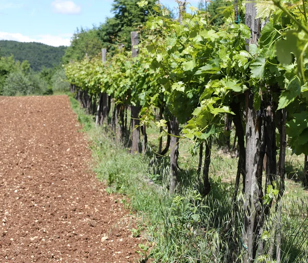 Vineyards in the Italian hills at summer and a field — Stock Photo, Image