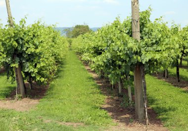 satır Vines yaz aylarında İtalyan Hills