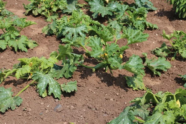 Zucchini mit Blüten im Garten des Bauern im Sommer — Stockfoto