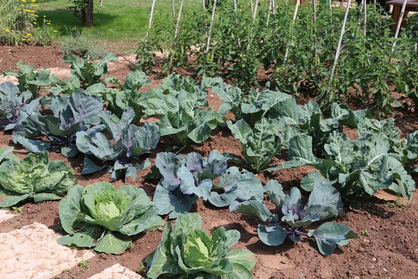 Cabbage and other vegetables in the garden of farmer — Stock Photo, Image