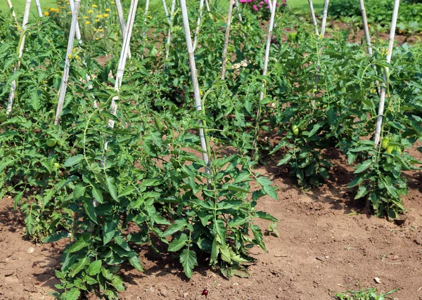 Tomato plants in the garden of farmer — Stock Photo, Image