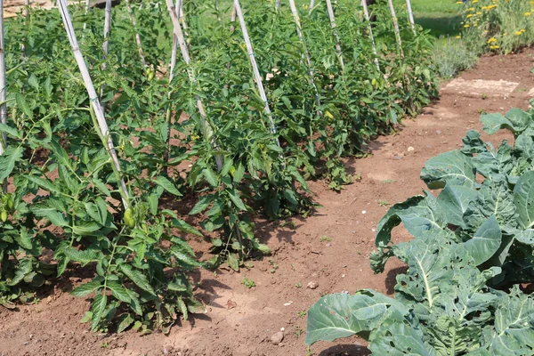 Plantas de tomate en el jardín del agricultor — Foto de Stock