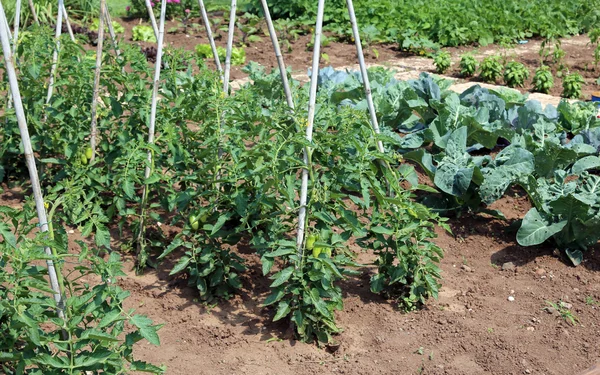 Tomatenpflanzen im Garten von Landwirt — Stockfoto