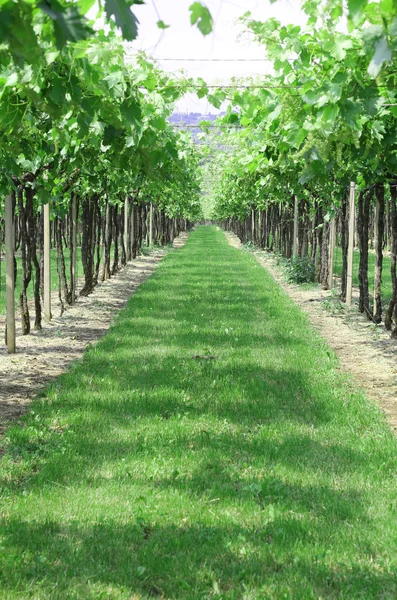 Rows of vines in the Italian hills — Stock Photo, Image