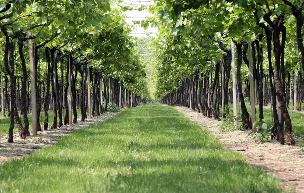 Infinite vineyard green in Italian hills — Stock Photo, Image