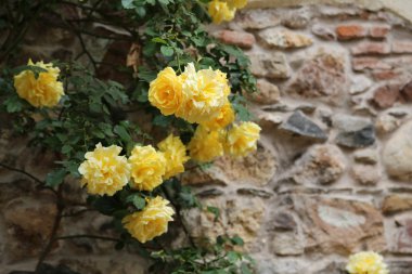 Bahar çok Sarı Gül