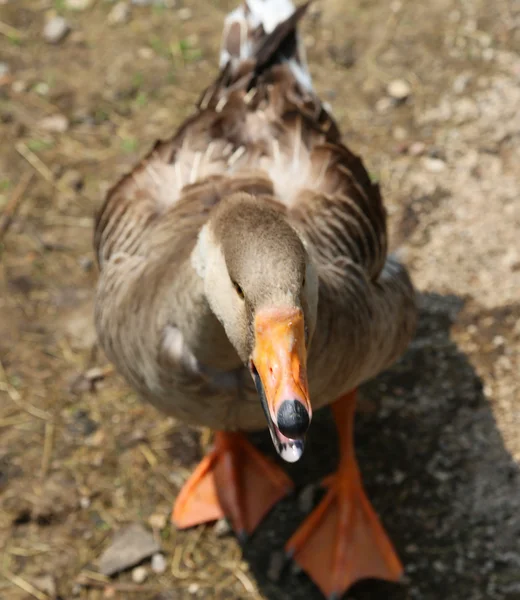 Fat Goose in the farmyard of the farm — Stock Photo, Image