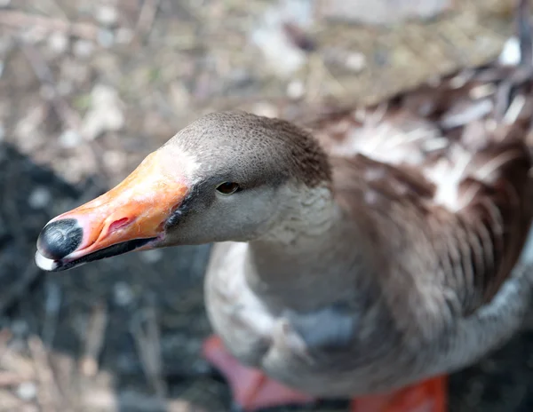 Vet Goose in het erf van de boerderij — Stockfoto