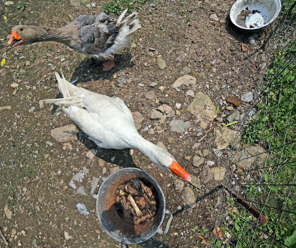 Gansos grandes no quintal da fazenda quacking — Fotografia de Stock