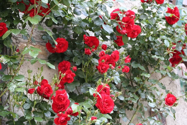 Wiele czerwone róże wiosną — Zdjęcie stockowe