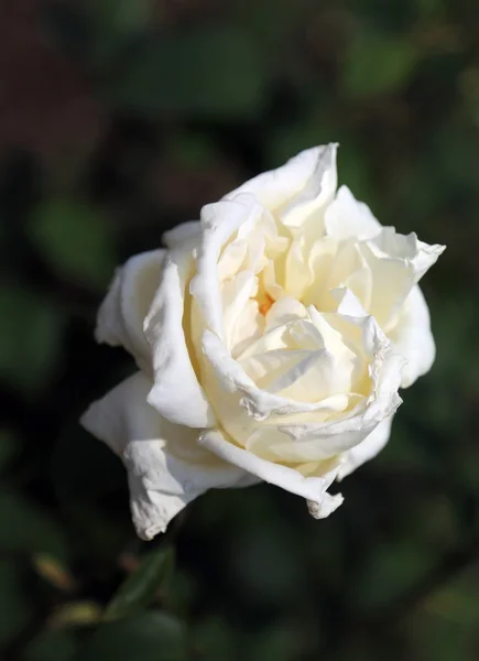 春の単一の白いバラ — ストック写真