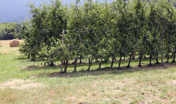 北イタリアの山の中のリンゴの木、果樹園 — ストック写真
