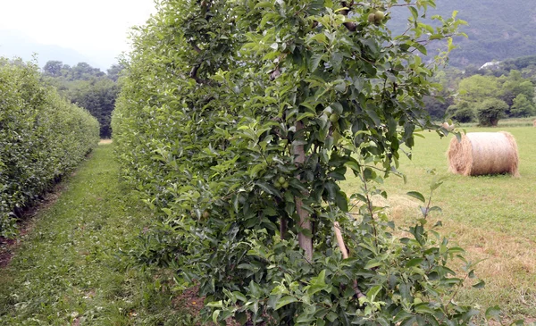 Stor fruktträdgård med äppelträd i trentino — Stockfoto