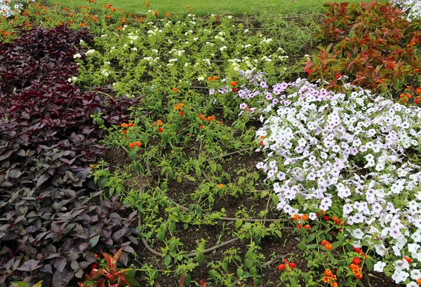 Automatisches Bewässerungssystem für bunte Blumen in der Blüte — Stockfoto