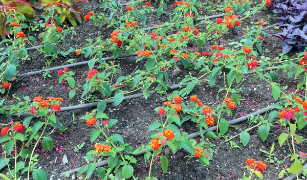 Sistema de riego automático para flores — Foto de Stock