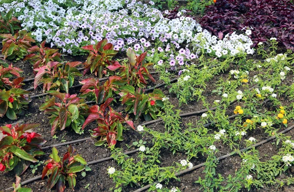 Automatic irrigation system in the flowerbed of the garden — Stock Photo, Image