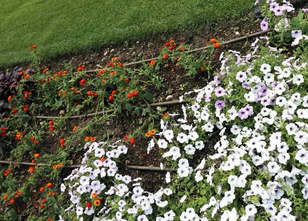 Automatic irrigation system for colorful flowers in the flowerbe — Stock Photo, Image