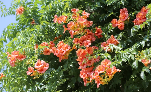 Many red flowers of a tropical tree in summer — Stock Photo, Image