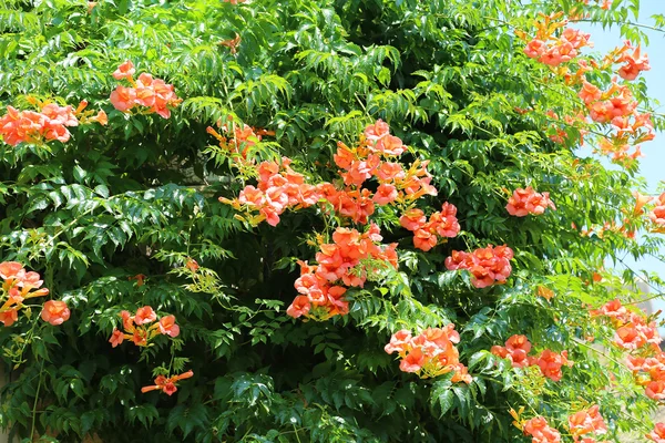 Red flowers of a tropical tree in summer — Stock Photo, Image