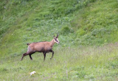 grazing chamois on the meadow in the european mountains