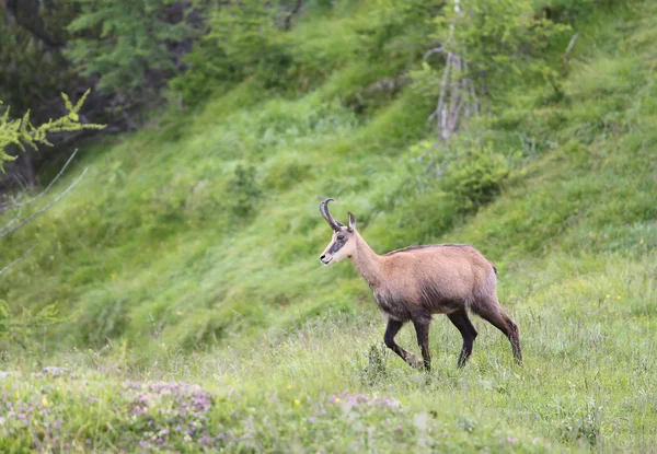 Chamois pastando prados con hierba en verano —  Fotos de Stock