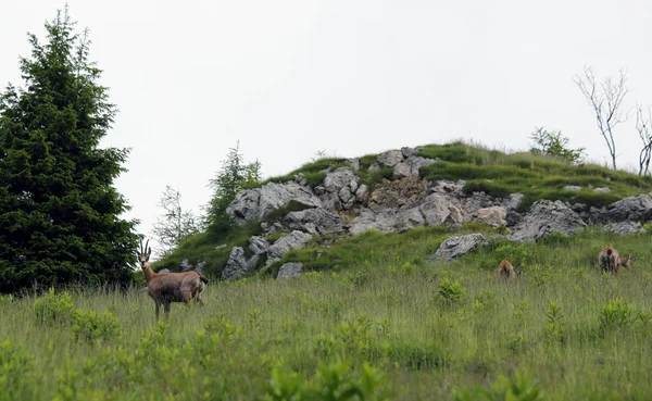 여름에 산에서 잔디에 방목 사슴 — 스톡 사진