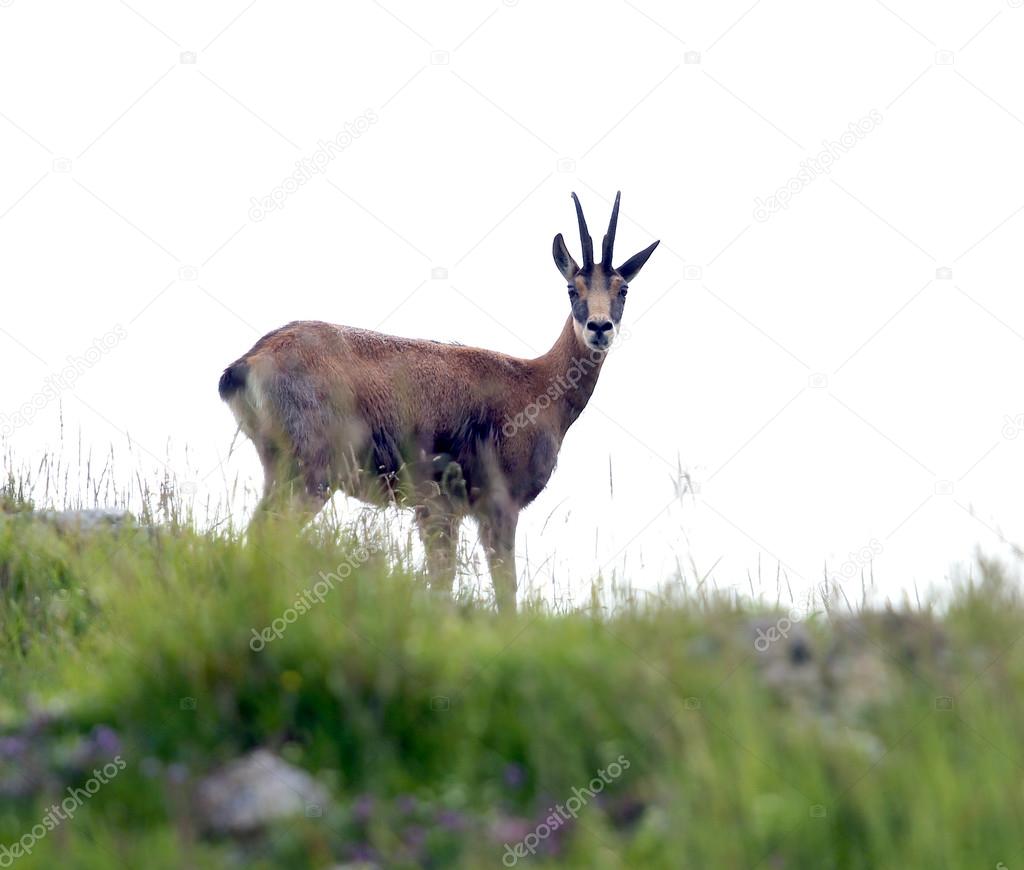 scary chamois check carefully on the rocks of the mountain in su